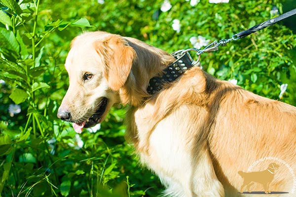 Golden-Retriever black leather collar of classy design adorned with spikes and studs  for daily activity