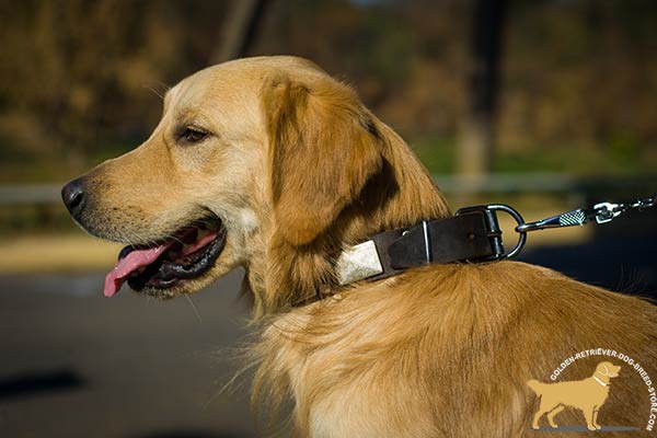 Fancy Golden Retriever Collar with Antiqued Massive Plates