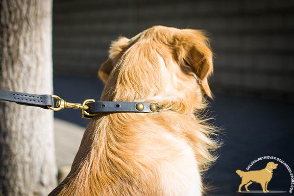 Classy Leather Golden Retriever Collar with Reliable Hardware