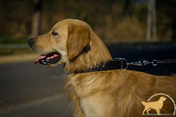 Leather Golden Retriever Collar with Row of Silvery Pyramids