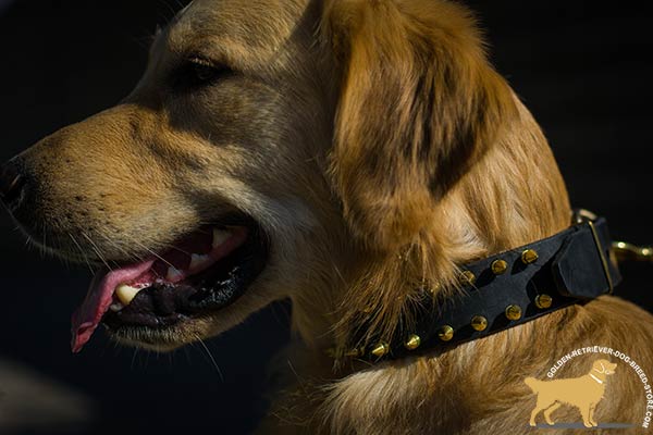 Leather Golden Retriever Collar with Spikes Set in 2 Rows