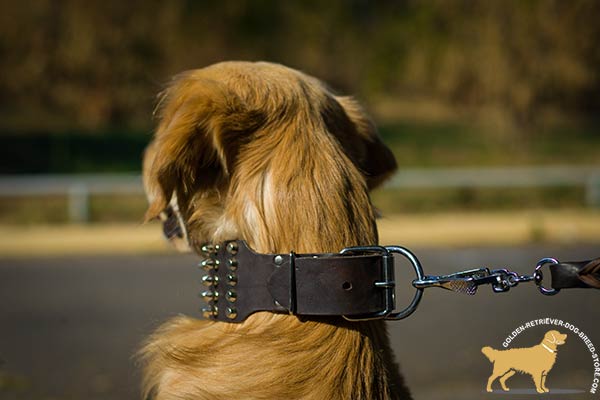 Top-Quality Golden Retriever Collar with Massive Hardware