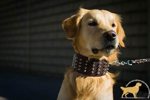Spiked Leather Golden Retriever Collar of Extreme Width