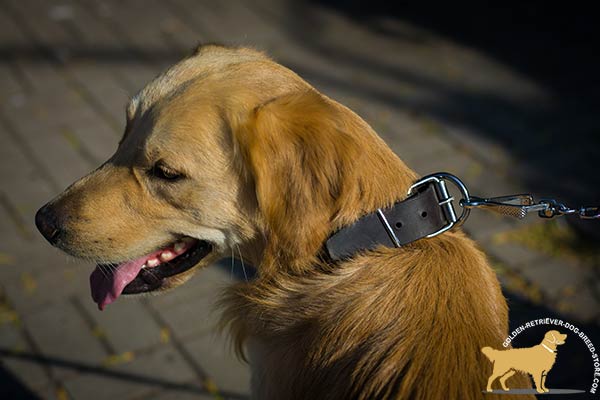 Studded Leather Golden Retriever Collar with Strong Hardware