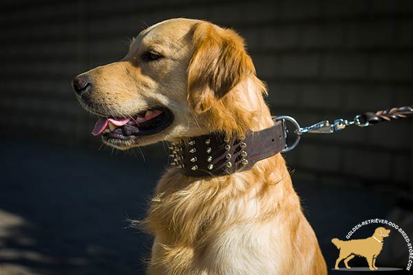 Sumptious  Golden Retriever Collar with Nickel-plated Fittings