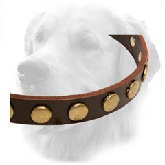Golden Retriever Dog Leather Collar Brass Circles