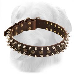Golden Retriever Leather Collar With Spikes