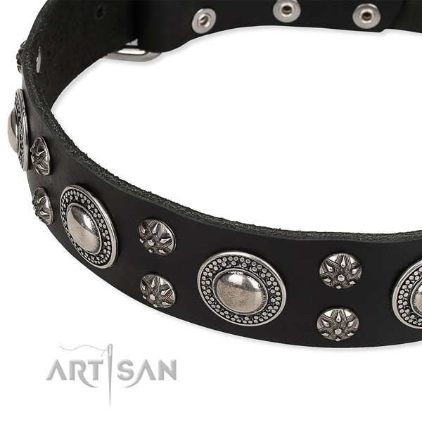 Daily use studded dog collar of finest quality full grain genuine leather