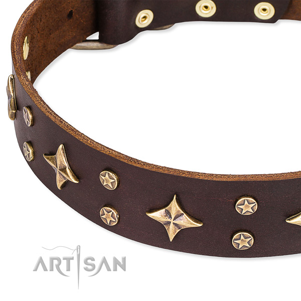 Comfy wearing adorned dog collar of top notch leather