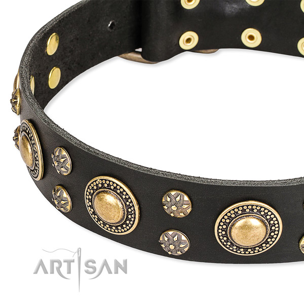 Walking studded dog collar of top quality full grain natural leather