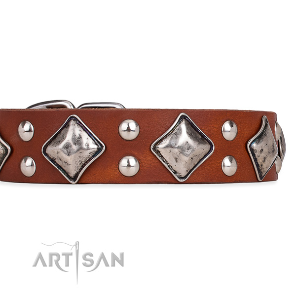 Full grain natural leather dog collar with awesome corrosion resistant adornments