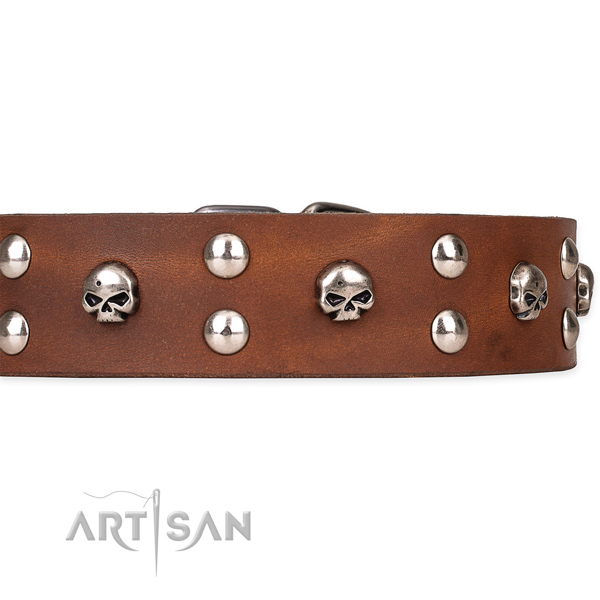 Daily walking adorned dog collar of finest quality genuine leather