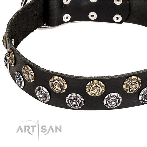 Daily use studded dog collar of top quality full grain genuine leather