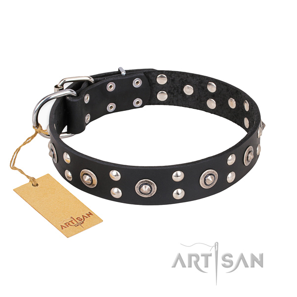Fancy walking significant dog collar with strong traditional buckle