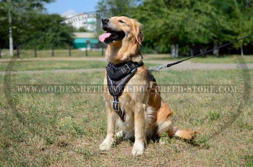 Durable Handpainted Leather Harness