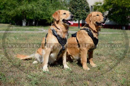 Fashionable Leather Harness for Active Dogs