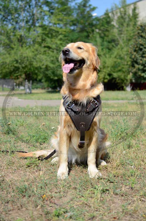 Extra Comfortable Harness for Golden Retrievers