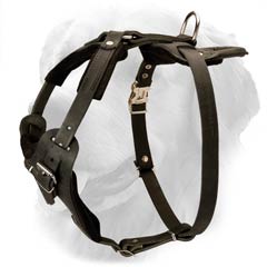 Wide Chest Plate Leather Harness