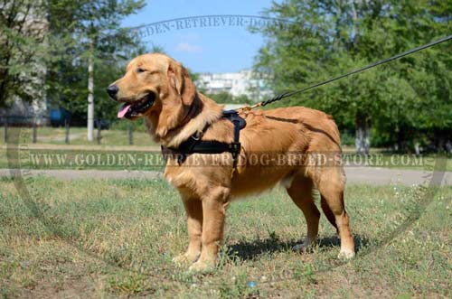 Durable Extra Strong Leather Harness