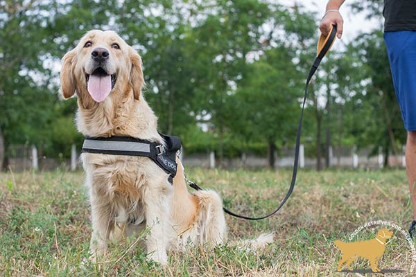 Golden Retriever Harness with 2 Ply Wide Front Strap