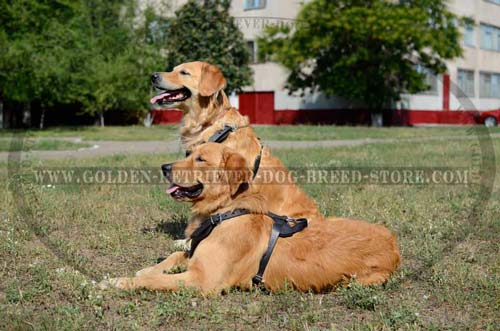 Comfortable Leather Golden Retriever Harness for Walking