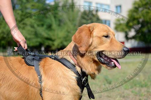Leather Golden Retriever Harness with Comfortable Handle