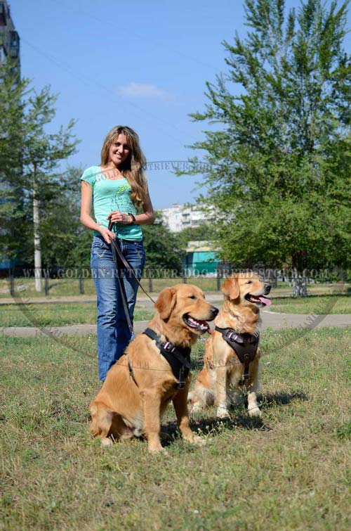 Leather Golden Retriever Harness for Daily Use