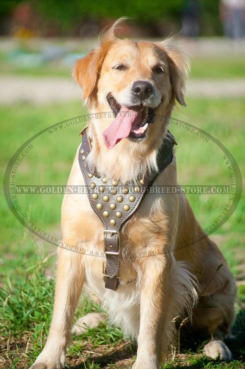 Golden Retriever Harness with Decorations