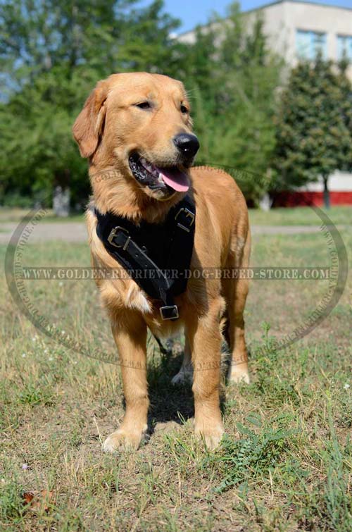 High Quality Leather Golden Retriever Harness