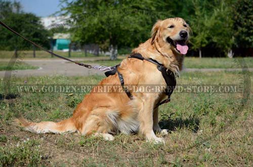 Leather Golden Retriever Harness for Daily Walking