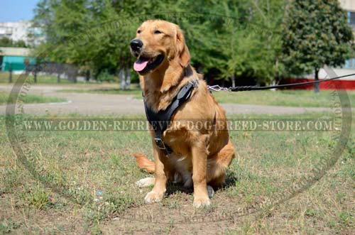 Durable Leather Golden Retriever Harness