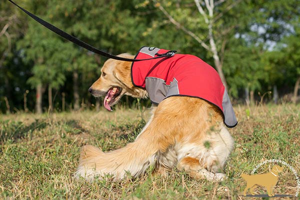 Golden Retriever nylon harness with strong stitching for walking