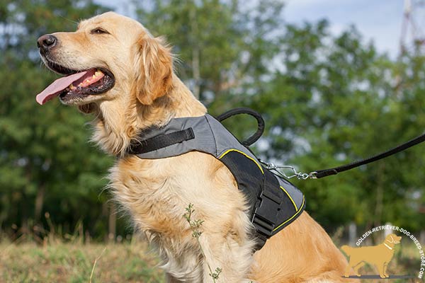 Golden Retriever nylon harness easy-to-adjust with quick release buckle for daily walks