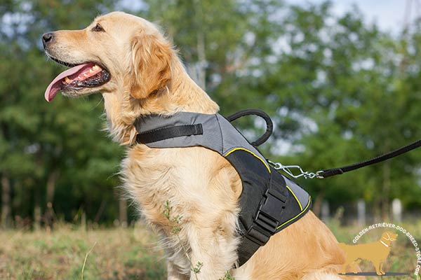 Golden Retriever nylon harness with durable handle for any activity