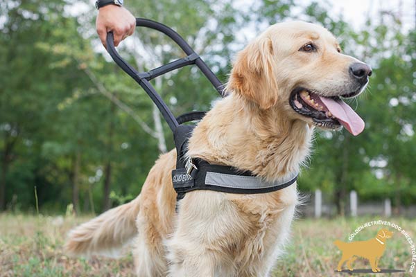 Golden Retriever nylon harness of lightweight material with handle for basic training