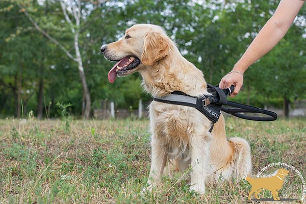 Golden Retriever nylon harness any-weather use with quick release buckle for guidance and assistance