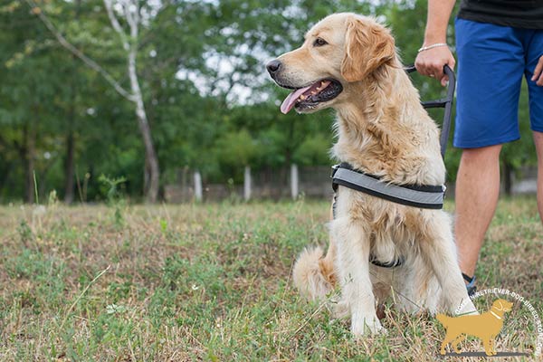 Golden Retriever nylon harness water-windproof with reflective strap for safe walking