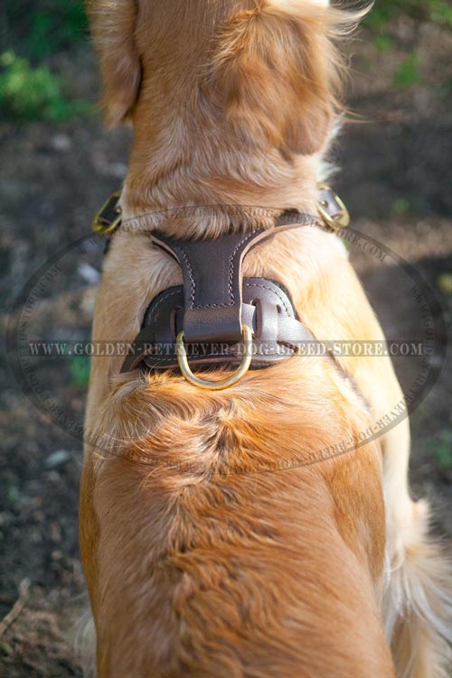 Solid Fittings on Golden Retriever Harness