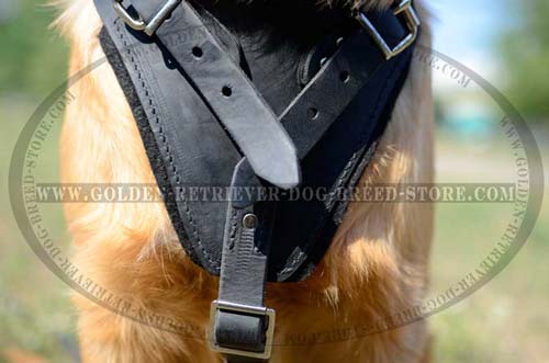 Nickel Plated Hardware on Leather Dog Harness