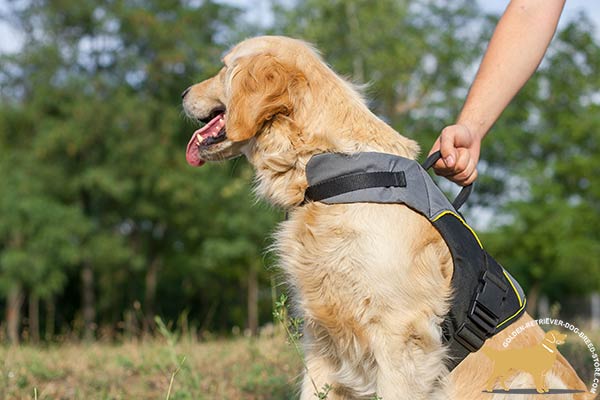 Universal Golden Retriever Harness with Be-in-Control Handle
