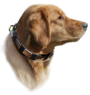 Golden Retriever Handcrafted Leather Dog Collar & Vintage Plates