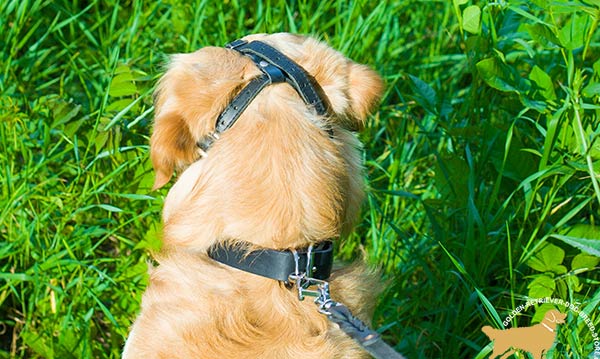 Comfortable Golden Retriever Muzzle with Easy-to-Adjust Straps