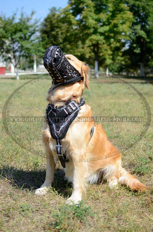 Golden Retriever Leather Muzzle for Walking in Style
