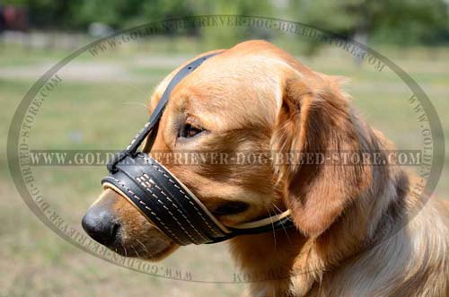 Golden Retriever Muzzle for Training