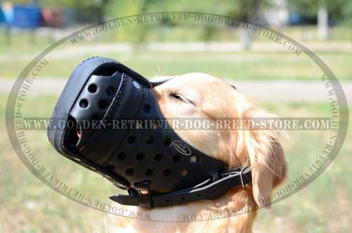 Golden Retriever Muzzle for Active Dogs