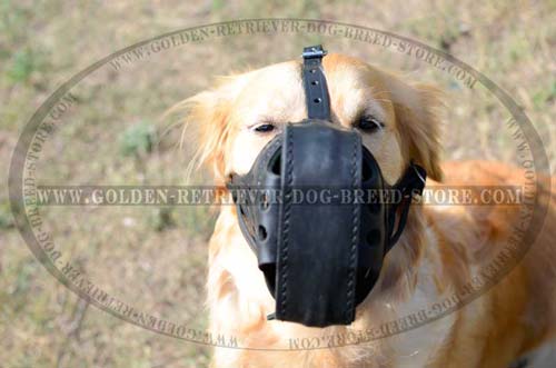 Golden Retriever Leather Muzzle for Safe Walking