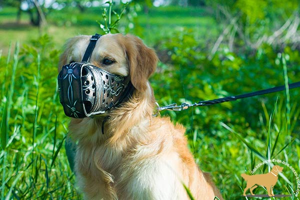 Golden-Retriever leather muzzle exclusive with padded nose for advanced training