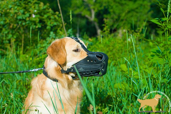 Golden-Retriever leather muzzle anti-barking hardware for police work