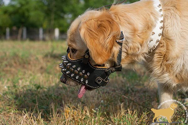 Golden-Retriever leather muzzle with duly riveted spikes for daily activity