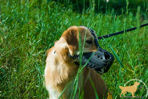 Golden-Retriever leather muzzle ventilated with holes for agitation training